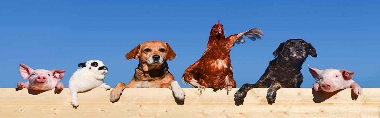 Fattorie con animali in Sicilia