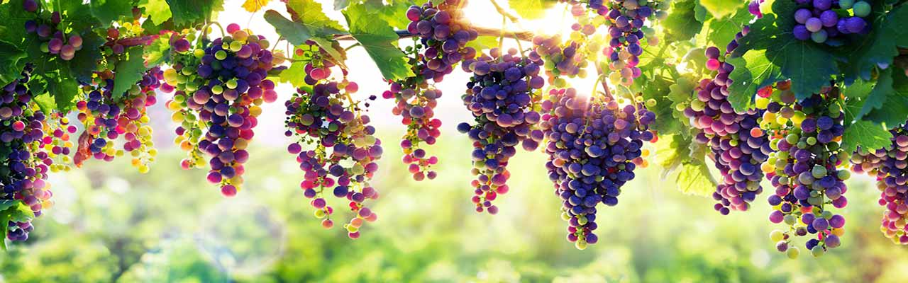 Soggiorno tra le vigne in Toscana